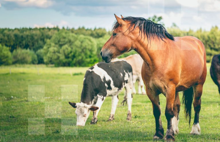 Un cavallo ed una mucca in un prato