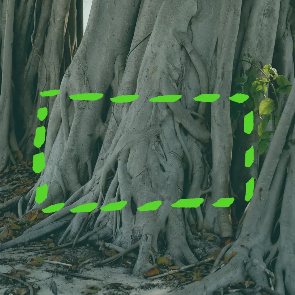 Grandi radici con rettangolo verde tratteggiato; piccole foglie a destra.