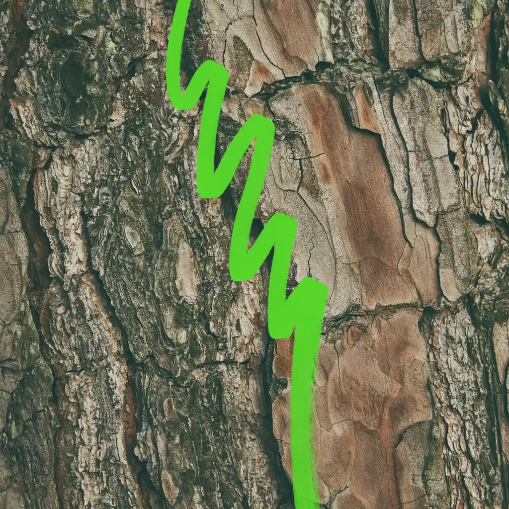 Primo piano della corteccia dell'albero con una linea a zigzag verticale verde brillante.