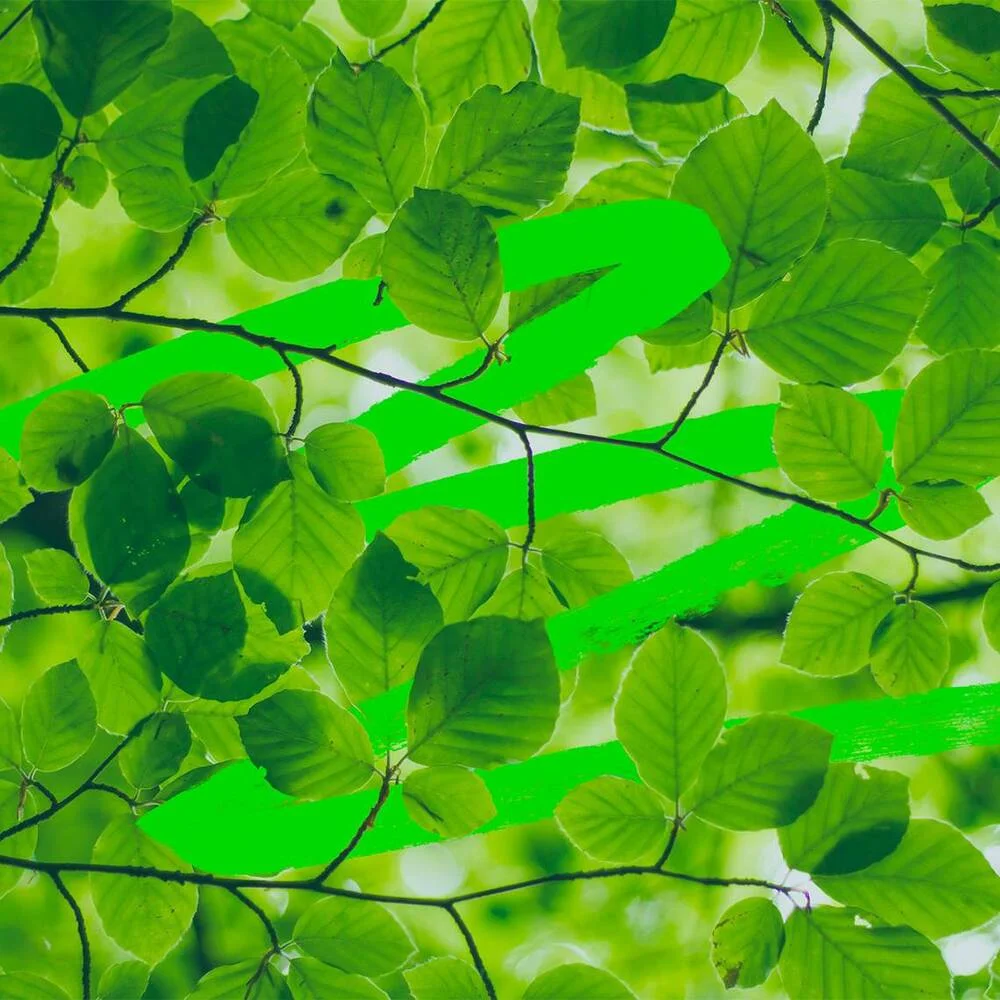 Tree branches with neon green streaks fill the frame.