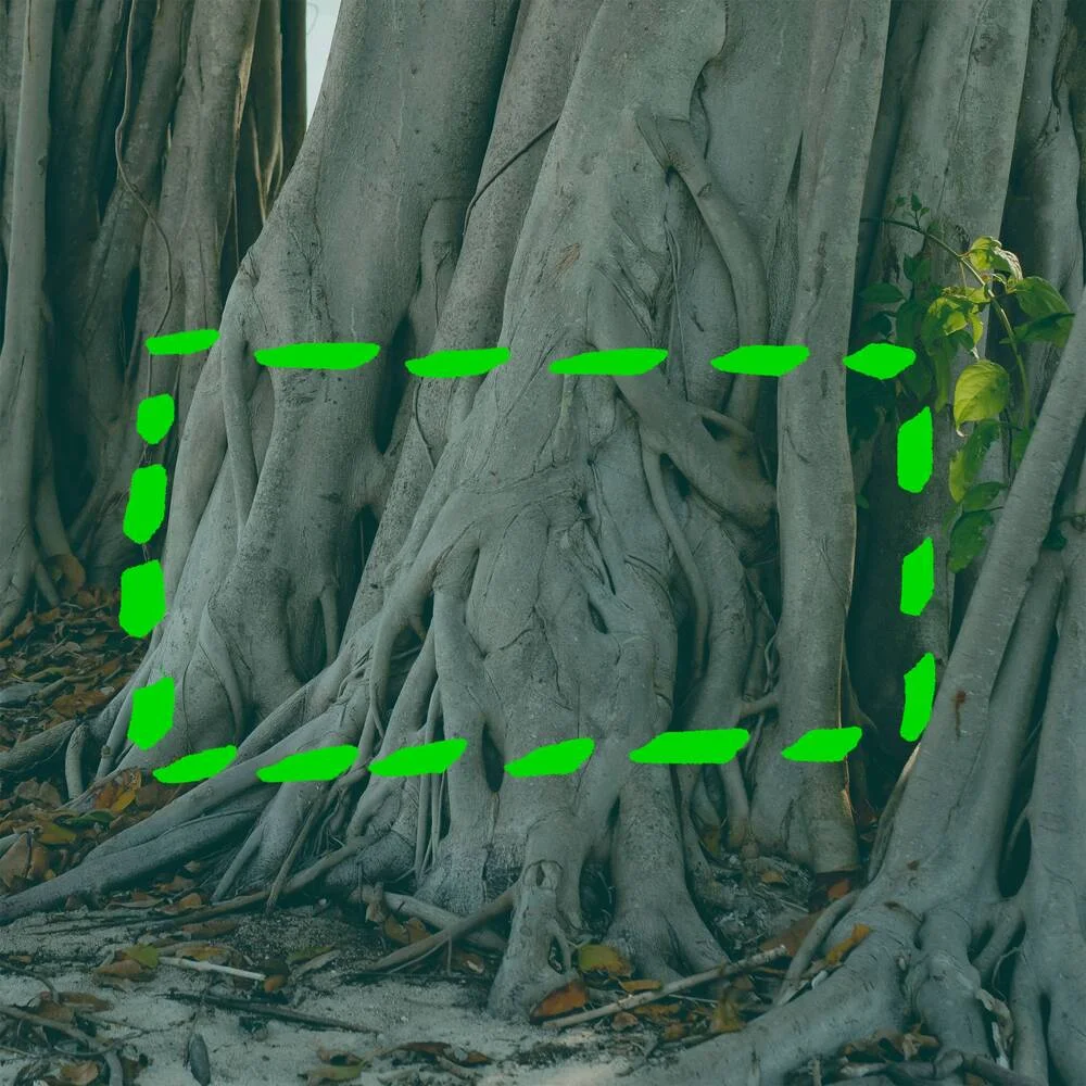 Green-outlined tree roots; green leaves on right inside border.
