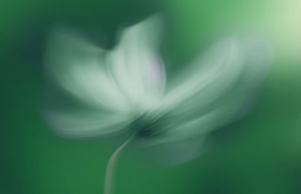 Primo piano di un fiore bianco a fuoco morbido, sfocato su uno sfondo verde.