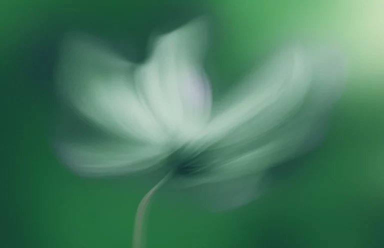 Primo piano di un fiore bianco a fuoco morbido, sfocato su uno sfondo verde.