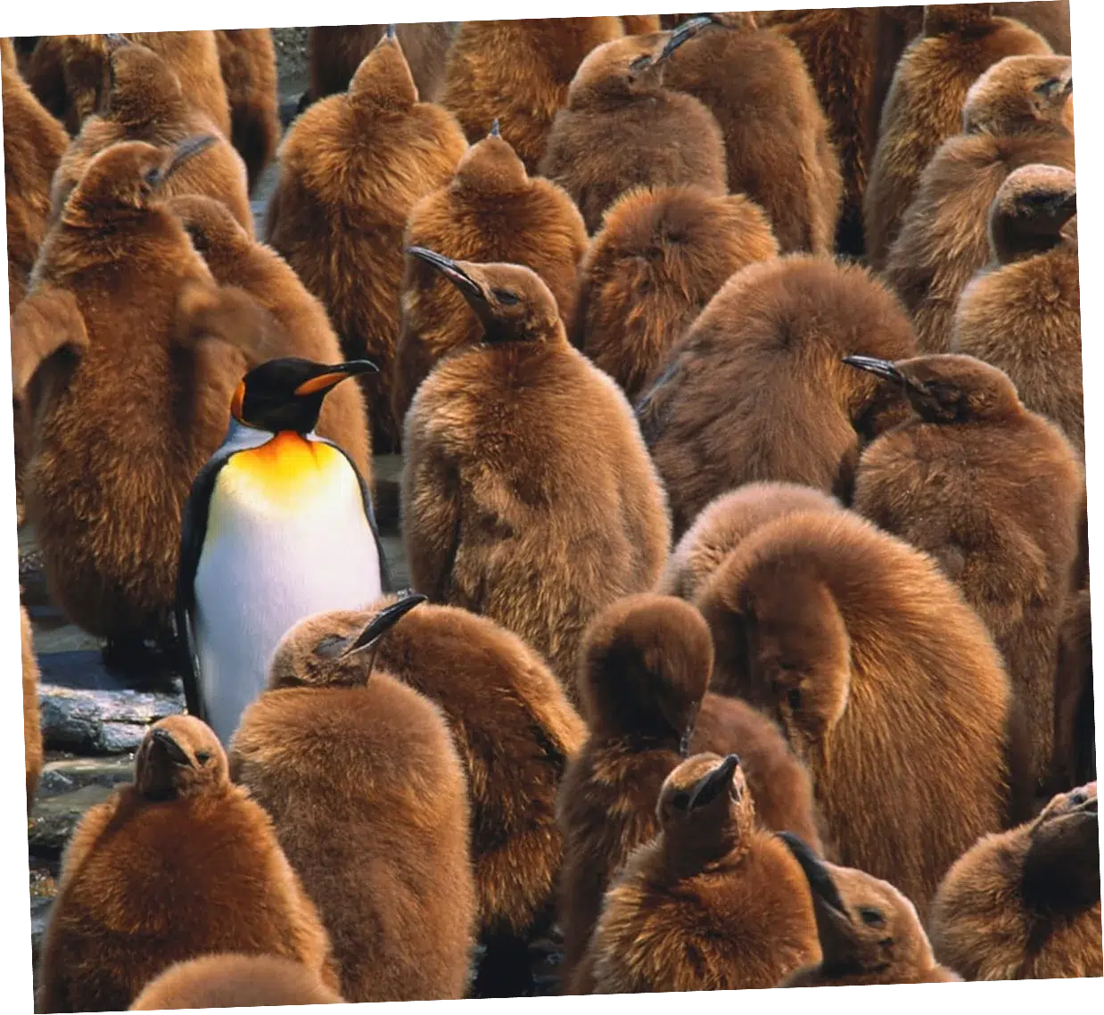Il pinguino reale spicca tra i pulcini di pinguino marroni e soffici.